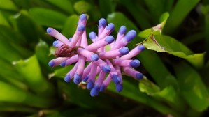 Tropical Pink Purple Influorescence